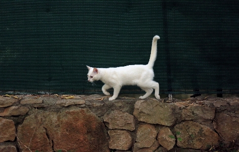 Foto Mamalia bertulang belakang
 kucing kambing