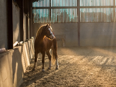 Photo Cheval mammifère vertébré
 comme mammifère
