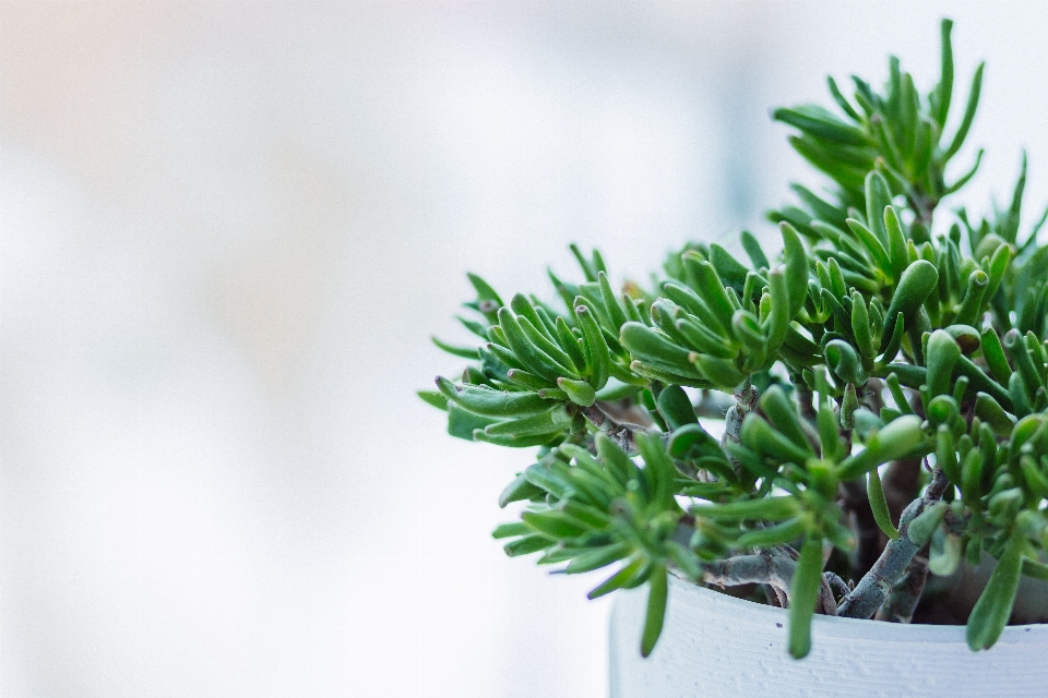 Green tree plant grass