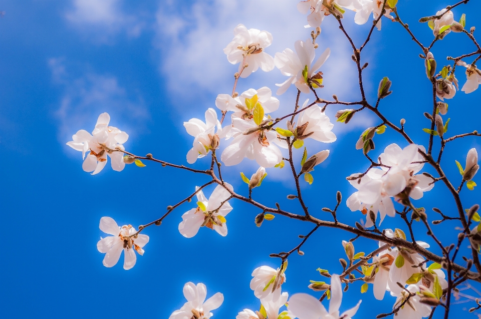 Magnolia fiori primavera germoglio