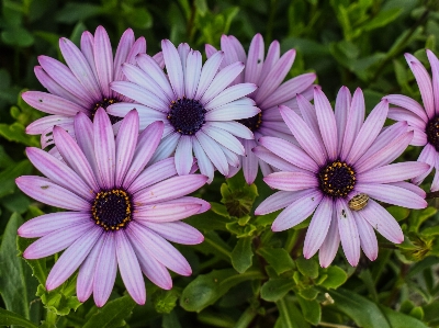 Photo Fleur usine flore marguerite