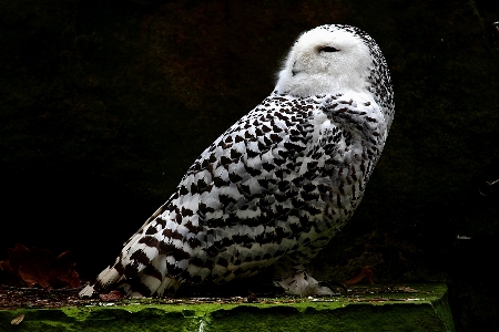 Foto Pássaro natureza bico vertebrado
