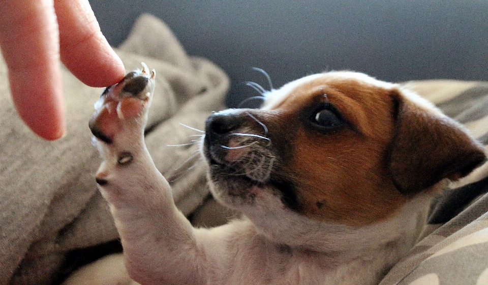 Köpek jack russell
 yavrusu bebek köpek
