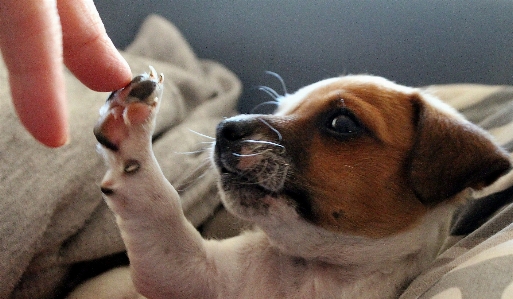 犬 ジャックラッセル
 子犬 赤ちゃん犬
 写真