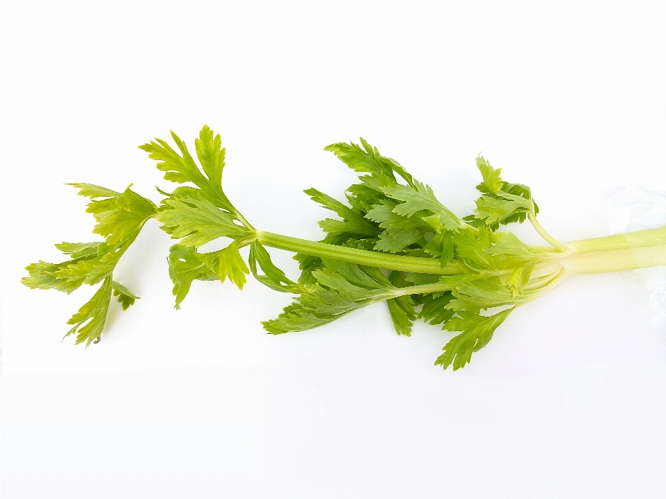 Nourriture légume produire usine