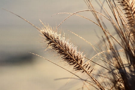 Nature grass plant field Photo