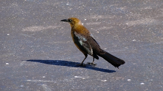 Brown bird wild wildlife Photo