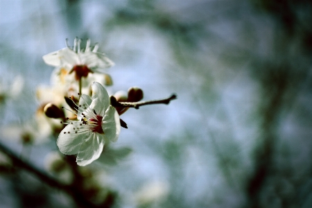 Flowers spring flower Photo