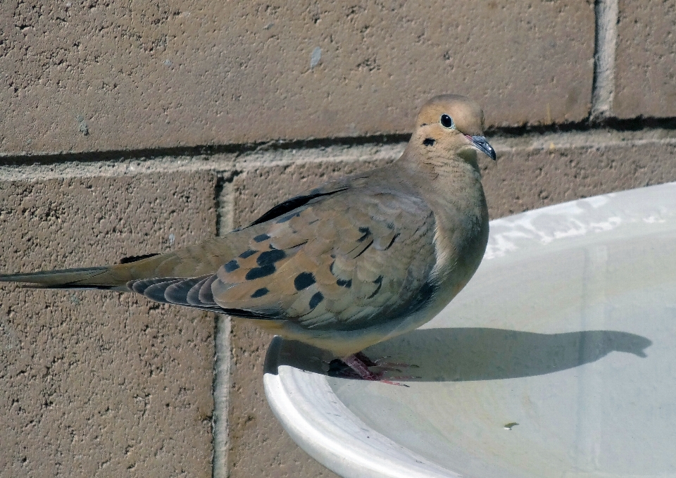 Morning dove desert bird