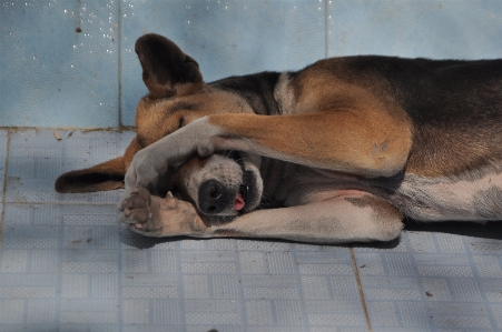 Foto Cane dormire troppo
 stanco assonnato