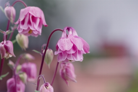 Foto Columbina
 flores akelei comum
 planta pé-de-galinha
