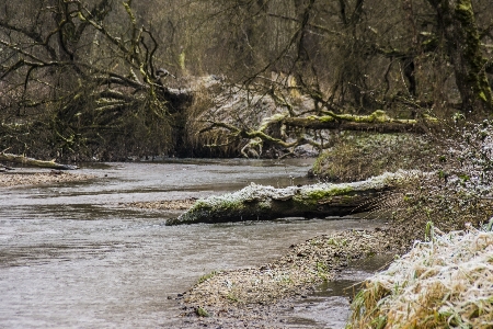 Amper river bach forest Photo