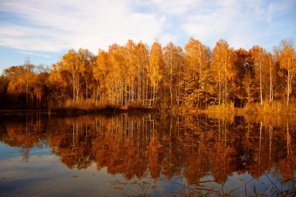 Reflection habitat nature tree