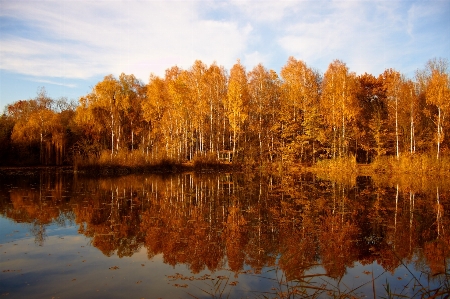 Reflection habitat nature tree Photo