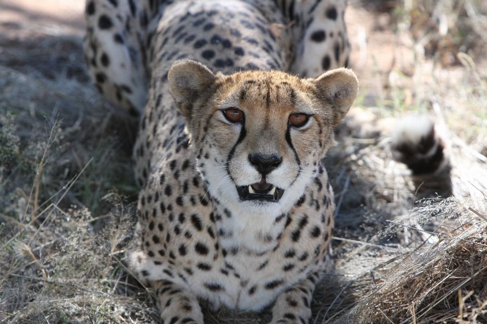 Gepard
 drapieżnik namibia dziki