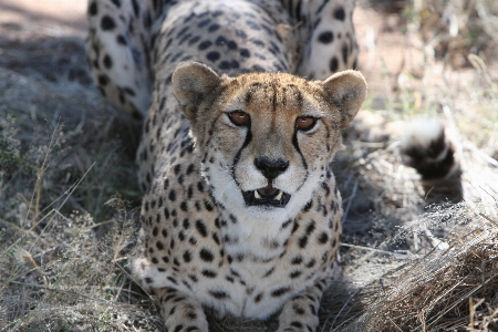 Foto Cheetah
 predator namibia liar