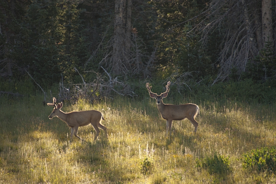 Cervo mulo
 bucks gregge animali selvatici