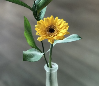 Flower plant yellow flora Photo