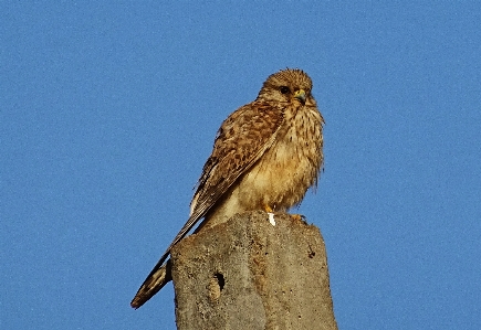 Foto Uccello rapace
 cacciatore predatore