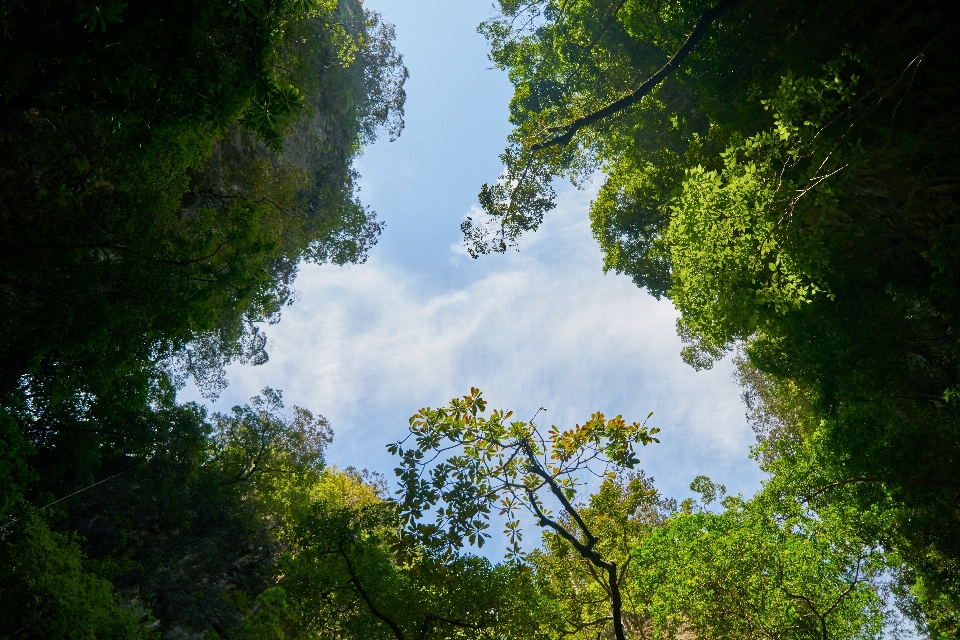 Siedlisko
 niebo natura drzewo