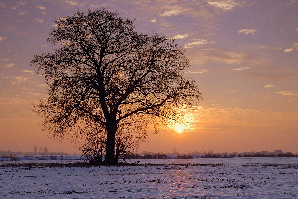 Himmel natur baum sonnenaufgang