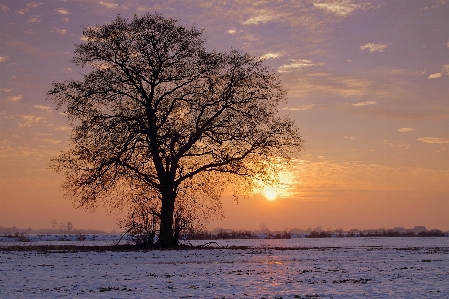 Sky nature tree sunrise Photo