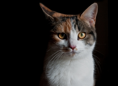 Cat mammal vertebrate whiskers Photo