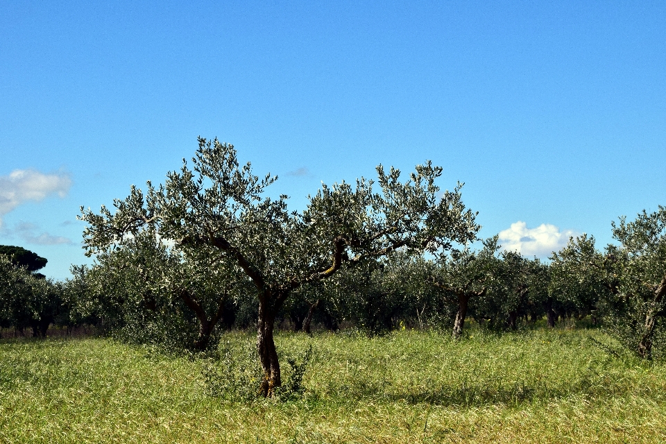 Habitat
 árvore savana
 pasto
