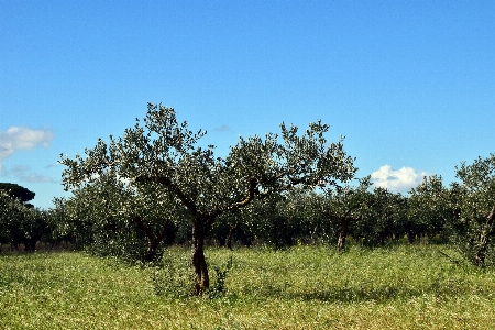 Habitat tree savanna pasture Photo