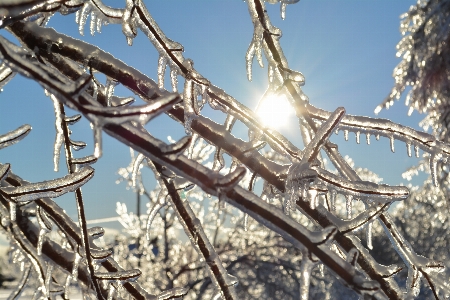 Winter branch nature snow Photo