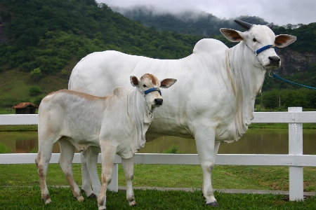 Pasture mammal vertebrate cattle like Photo