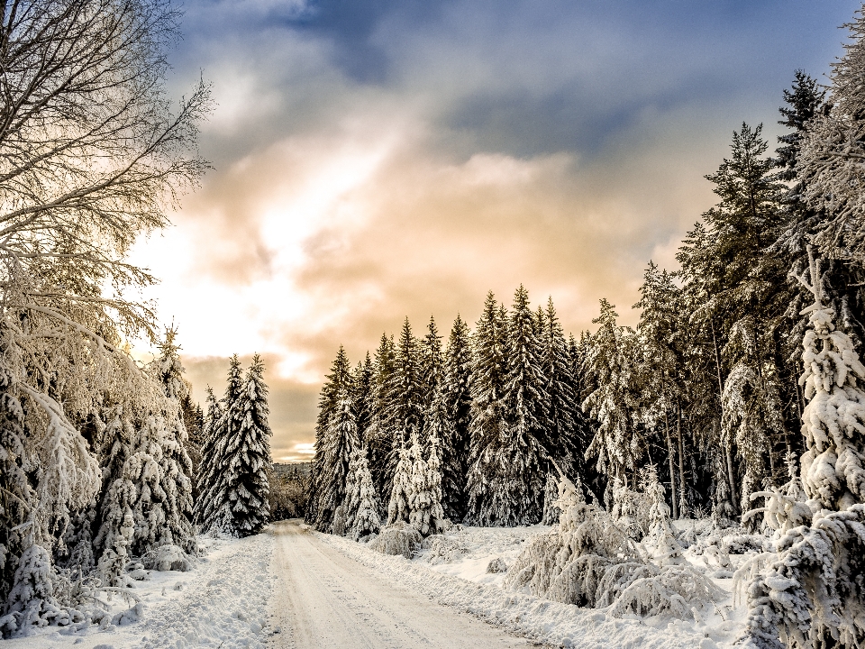 Nevicare inverno natura albero