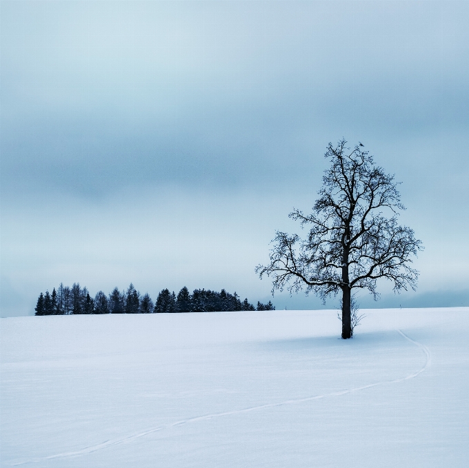 Zimowy
 drzewo cichy śnieg