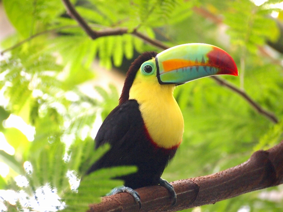 オオハシ 鳥 嘴 脊椎動物
