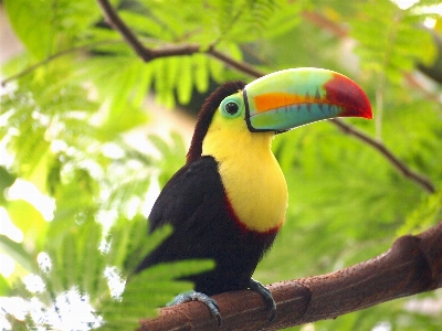 Foto Toucan burung paruh bertulang belakang
