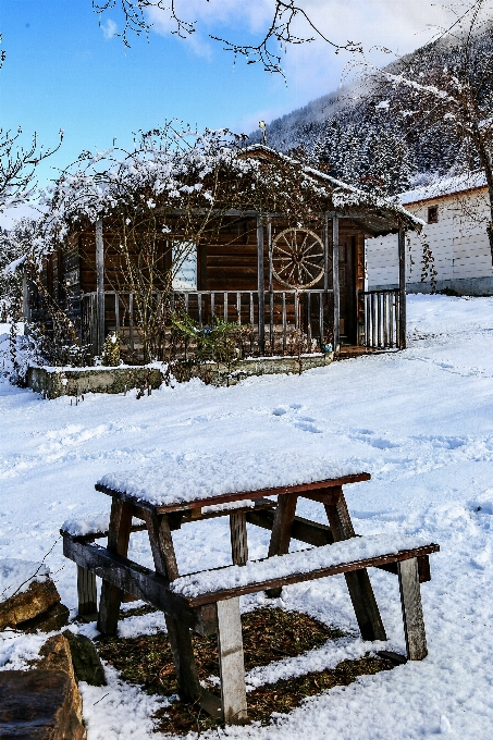 Neve inverno clima árvore