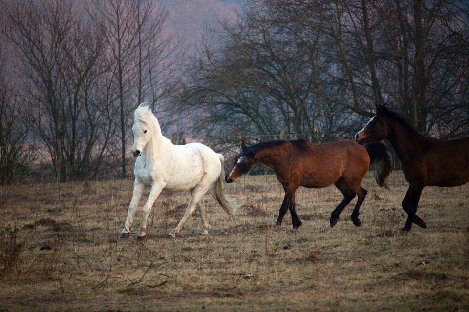 Cavallo cavalla
 mammifero stallone