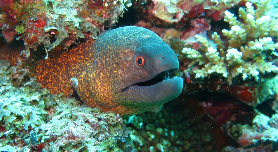 Habitat
 batu karang
 ikan terumbu