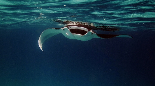 Manta ray ocean Photo