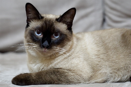 Foto Gatto siamese
 mammifero vertebrato
