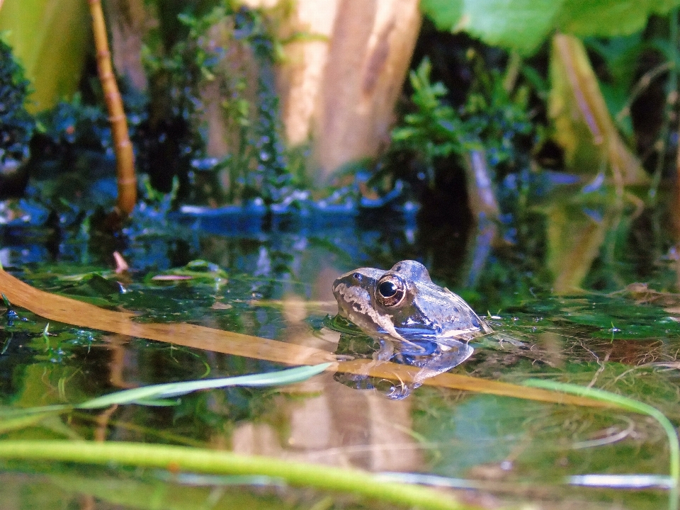 Natura kręgowiec
 dzikiej przyrody fauna