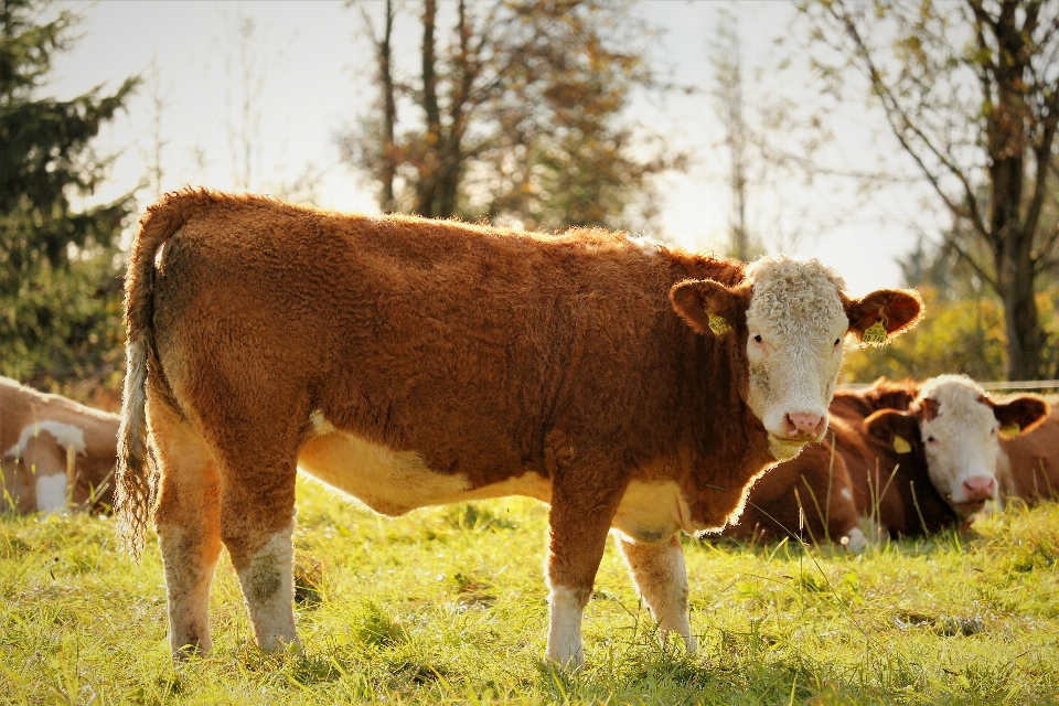 Cow meadow cows animal