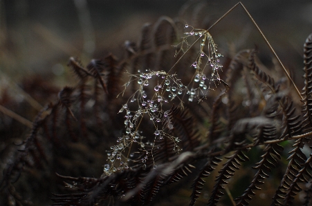 Foto Alam fotografi makro
 flora merapatkan
