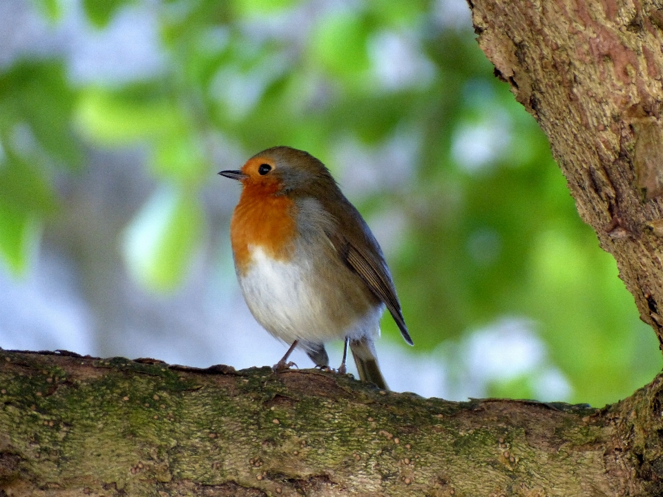 鳥 robin 自然 採餌
