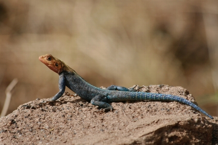 Photo Lézard vertébré
 reptile à l'échelle
