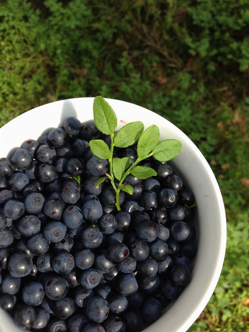 Food fruit berry plant