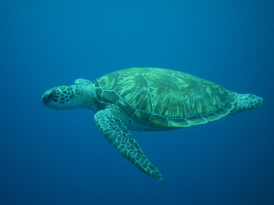 Sea turtle reptile loggerhead Photo