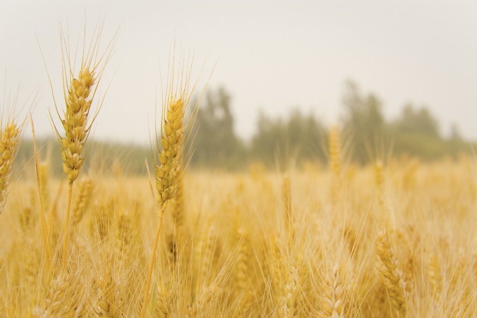 Food field plant grass