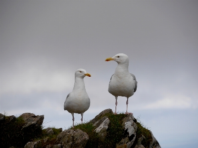 Foto Pássaro bico vertebrado
 gaivota
