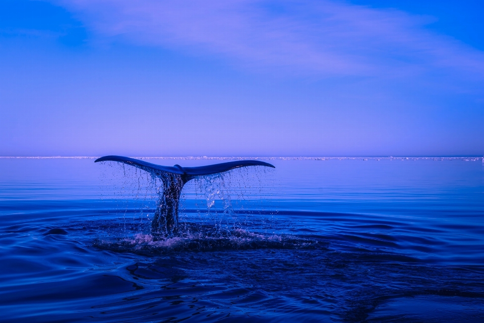 哺乳類 海 地平線 海洋